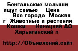 Бенгальские малыши ищут семью) › Цена ­ 5 500 - Все города, Москва г. Животные и растения » Кошки   . Ненецкий АО,Харьягинский п.